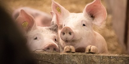 Urlaub auf dem Bauernhof - Tiere am Hof: Schweine - Niederösterreich - Pension-Kobichl