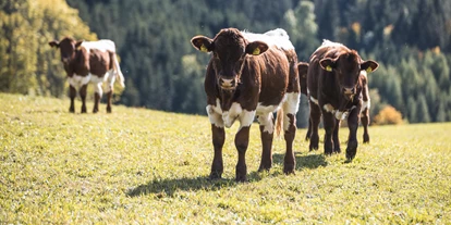 Urlaub auf dem Bauernhof - Tiere am Hof: Kühe - Kirchberg an der Pielach - Pension-Kobichl
