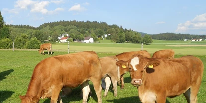 Urlaub auf dem Bauernhof - Tiere am Hof: Kühe - Leumühle - Sonnleitnerhof