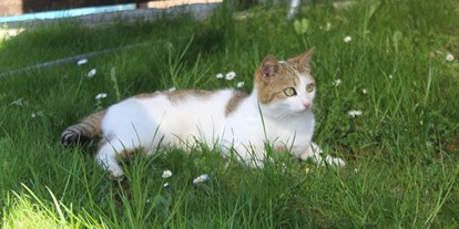 Urlaub auf dem Bauernhof - Tiere am Hof: Katzen - Neustift im Mühlkreis - Sonnleitnerhof