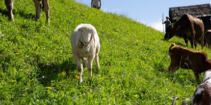 Urlaub auf dem Bauernhof - Mithilfe beim: Tiere pflegen - Kärnten - Familienwanderhof Eggeler