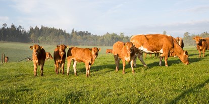 vacation on the farm - Tiere am Hof: Hühner - Großlangenfeld - Mutterkuhhaltung - Hubertushof Eifel