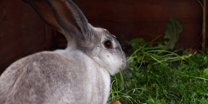 Urlaub auf dem Bauernhof - Mithilfe beim: Tiere füttern - Kröv - Kaninchen - Hubertushof Eifel