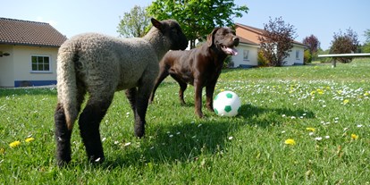 Urlaub auf dem Bauernhof - Tiere am Hof: Schafe - Deutschland - NatUrlaub bei Freunden - Hubertushof Eifel