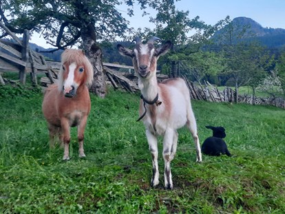 Urlaub auf dem Bauernhof - Wanderwege - Österreich - Liebe Bauernhoftiere - Biohof Maurachgut