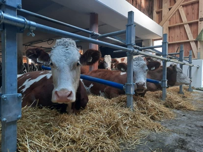 Urlaub auf dem Bauernhof - Mithilfe beim: Tiere füttern - Bsuch - Unsere Kühe im neuen Laufstall - Biohof Maurachgut