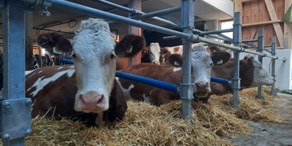 Urlaub auf dem Bauernhof - Selbstversorger - Hohe Tauern - Unsere Kühe im neuen Laufstall - Biohof Maurachgut