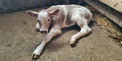 Urlaub auf dem Bauernhof - ideal für: Mitarbeit - Sefferweich - Ferienwohnungen Marion Moos