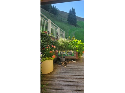 Urlaub auf dem Bauernhof - Tagesausflug möglich - Bsuch - Kater "Rocky" relaxt auf der Sonnenterrasse - Ferienwohnungen Perfeldhof