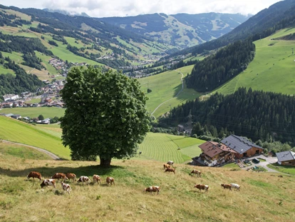 odmor na imanju - Sommerferien in absoluter Ruhelage - direkt hinterm Haus grasen die Kühe, Kälber und Ziegen - Ferienwohnungen Perfeldhof