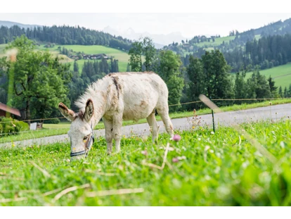 Urlaub auf dem Bauernhof - Mithilfe beim: Tiere füttern - Bsuch - Esel Emil - Bio-Familienbauernhof Göttfriedbauer