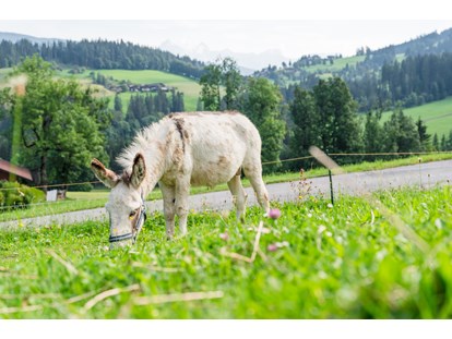 Urlaub auf dem Bauernhof - Tiere am Hof: Ponys - Neuseß - Esel Emil - Bio-Familienbauernhof Göttfriedbauer