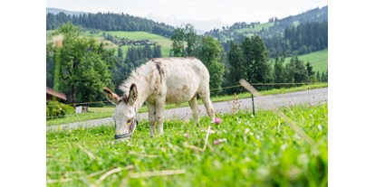 Urlaub auf dem Bauernhof - erreichbar mit: Auto - Salzburg - Esel Emil - Bio-Familienbauernhof Göttfriedbauer