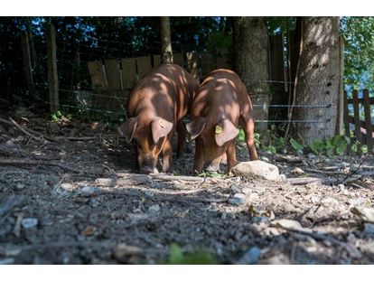 dovolenka na farme - Rakúsko - Freilandschweine - Bio-Familienbauernhof Göttfriedbauer