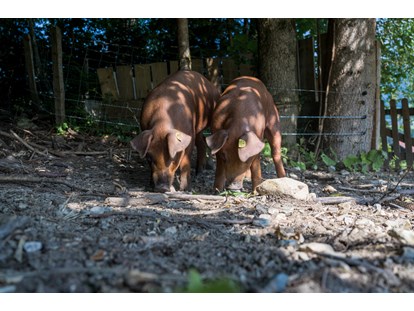 Urlaub auf dem Bauernhof - Tiere am Hof: Ponys - Neuseß - Freilandschweine - Bio-Familienbauernhof Göttfriedbauer