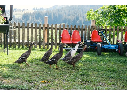 Urlaub auf dem Bauernhof - ideal für: Senioren - Wald (Faistenau) - Entenfamilie - Bio-Familienbauernhof Göttfriedbauer