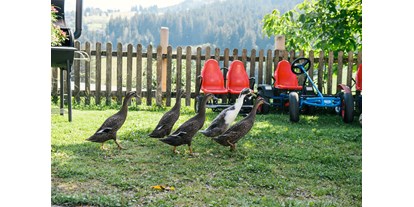 Urlaub auf dem Bauernhof - PLZ 5324 (Österreich) - Entenfamilie - Bio-Familienbauernhof Göttfriedbauer
