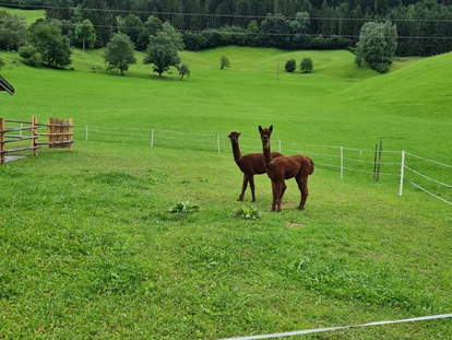 vacation on the farm - Tiere am Hof: Kühe - Erlfeld - Ferienparadies Taxen