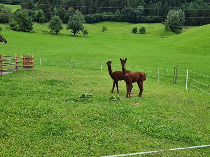 vacanza in fattoria - Tiere am Hof: Kühe - Weißpriach - Ferienparadies Taxen