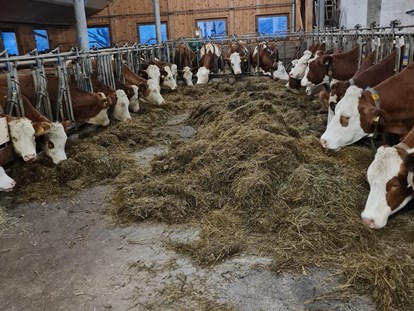 Urlaub auf dem Bauernhof - Jahreszeit: Winter-Urlaub - Hütten (Leogang) - Kühe - Ferienparadies Taxen