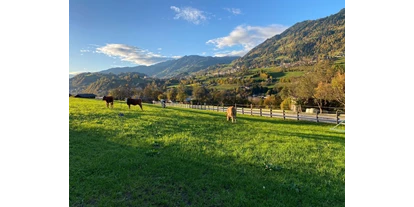 počitnice na kmetiji - Tiere am Hof: Ponys - Unterberg (Großarl, Dorfgastein) - Bauernhof Sonnenhuab 