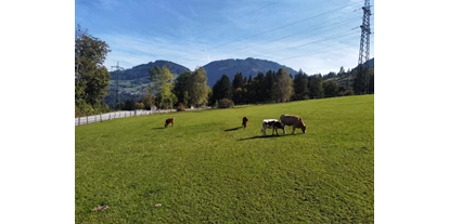 Urlaub auf dem Bauernhof - ideal für: Mitarbeit - Mayrhofen (Saalfelden am Steinernen Meer) - Blickrichtung Skigebiet Snow Space Alpendorf (5-10 Autominuten entfernt) - Bauernhof Sonnenhuab 