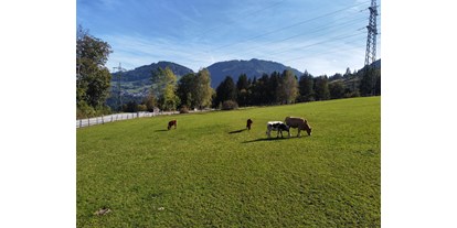 Urlaub auf dem Bauernhof - Tiere am Hof: Kühe - Hintersee (Hintersee) - Blickrichtung Skigebiet Snow Space Alpendorf (5-10 Autominuten entfernt) - Bauernhof Sonnenhuab 