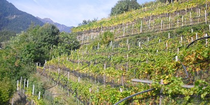 vacanza in fattoria - Art der Landwirtschaft: Gemüsebauernhof - Trentino-Alto Adige - Weinberg - Bachguterhof