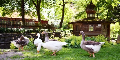 Urlaub auf dem Bauernhof - Tiere am Hof: Gänse - Italien - unsere Gänse - Biogutshof Castel Campan