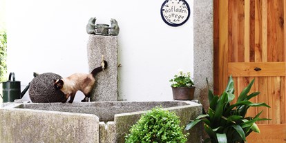 Urlaub auf dem Bauernhof - Tiere am Hof: Gänse - Italien - eine unserer Katzen - Biogutshof Castel Campan