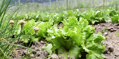vacances à la ferme - Jahreszeit: Frühlings-Urlaub - Alpen - im Bauerngarten wachsen viele Kräuter und Salat für Ihre Küche - Biogutshof Castel Campan