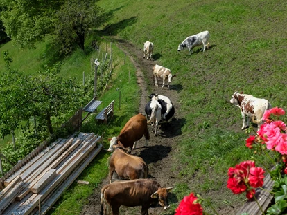 Urlaub auf dem Bauernhof - Mithilfe beim: Tiere füttern - Sand in Taufers - Thalerhof Feldthurns bei Brixen