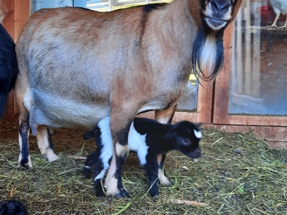 Urlaub auf dem Bauernhof - Premium-Höfe ✓ - Bozen - Mammaziege Zilli mit Babyziege Milli - Binterhof