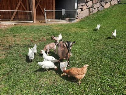 wakacje na farmie - Brötchenservice - Sarntal - Glückliche Hühner und Ziegen - Binterhof
