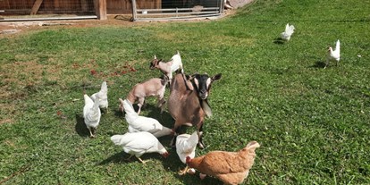 Urlaub auf dem Bauernhof - Almwirtschaft - Glückliche Hühner und Ziegen - Binterhof