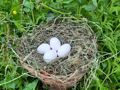 Urlaub auf dem Bauernhof - Premium-Höfe ✓ - Bozen - Frische Eier von unseren glücklichen Hühnern - Binterhof