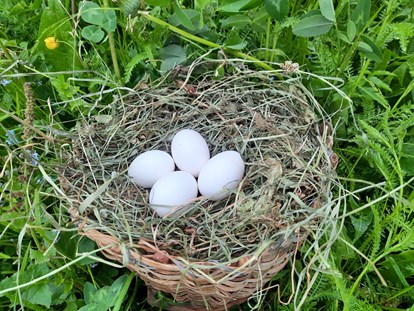 vacanza in fattoria - Lagerfeuerstelle - Algund (BZ) - Frische Eier von unseren glücklichen Hühnern - Binterhof