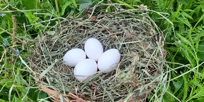 Urlaub auf dem Bauernhof - Art der Unterkunft: Appartement - Frische Eier von unseren glücklichen Hühnern - Binterhof