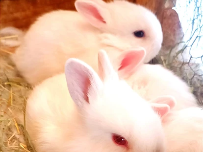 vacation on the farm - Kräutergarten - Sarntal - Kaum 7 Tage alte Zwergkaninchen Babies sind bereits auf Entdeckungsreise - Binterhof