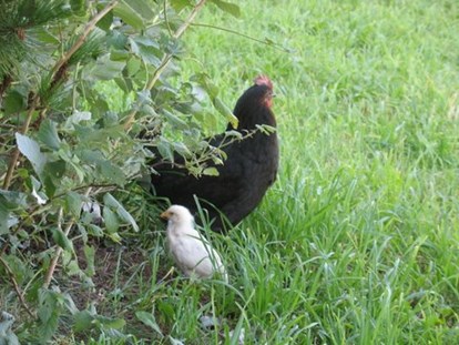 Urlaub auf dem Bauernhof - Tiere am Hof: Hühner - Italien - Mamahuhn mit ihrem entzückendem Küken - Binterhof