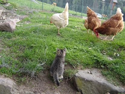 Urlaub auf dem Bauernhof - Premium-Höfe ✓ - Bozen - Unser Kätzchen auf Entdeckungsreise zu den Hühnern - Binterhof