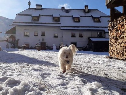 Urlaub auf dem Bauernhof - Tiere am Hof: Ziegen - Winter am Oberwieserhof - Ferienwohnungen Oberwieserhof