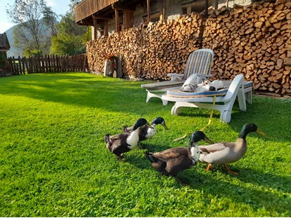 vacances à la ferme - Tiere am Hof: Hühner - Villanders - 😄 - Ferienwohnungen Oberwieserhof