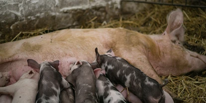 dovolená na farmě - Tiere am Hof: Schweine - Německo - Unsere Sau Erna mit Ferkeln - Naturbauernhof Gierke