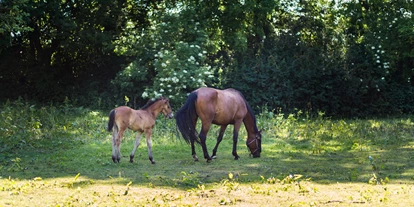 dovolená na farmě - Braniborsko - Pferde auf der Koppel - Naturbauernhof Gierke