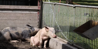 Urlaub auf dem Bauernhof - Schwimmmöglichkeit: Badesee - Friedland (Mecklenburgische Seenplatte) - Unsere Schweine im Außenbereich - Naturbauernhof Gierke