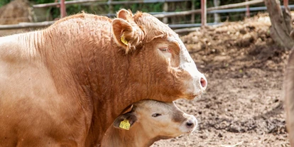 wakacje na farmie - Tiere am Hof: Streicheltiere - Kühe - Naturbauernhof Gierke