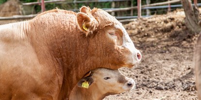 Urlaub auf dem Bauernhof - Tiere am Hof: Gänse - Deutschland - Kühe - Naturbauernhof Gierke
