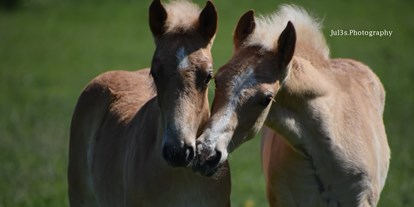 vacation on the farm - Tiere am Hof: Ponys - Germany - Haflingerhof Noack