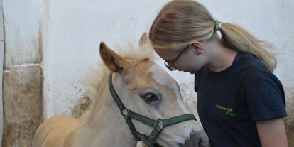 Urlaub auf dem Bauernhof - Tiere am Hof: Ponys - Deutschland - Haflingerhof Noack